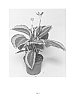 Calathea%20spp.%20%27BICA146%27