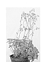 Astrantia%20major%20%27Pisa%27