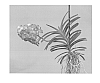 Vanda%20plant%20named%20SPCDW1504