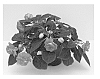 Impatiens%20plant%20named%20%27Balbonirose%27