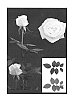 Rosa%20hybrida%20%27ESM%20R090%27