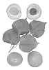 Interspecific%20Prunus%20species%20%27PISMO%27