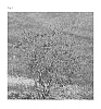 Ilex%20verticillata%20%27NCIV1%27