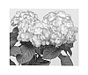 Hydrangea%20macrophylla%20%27Horcos%27