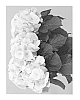 Hydrangea%20macrophylla%20%27Horkron%27