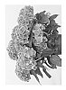 Hydrangea%20macrophylla%20%27Saxwhimar%27