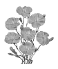 Dianthus%20caryophyllus%20%27Hilsoimre%27