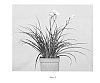 Hemerocallis%20hybrid%20%27VER00112%27