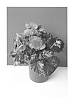 Begonia%20hiemalis%20%27BKPBEEEP%27