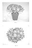 Echeveria%20pulvinata%20Rose%20%27BCEC-12.001%27