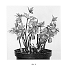 Helleborus%20hybridus%20%27Amor%27