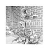 Helleborus%20x%20hybridus%20%27RD06%27