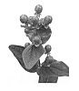 Hypericum%20hybrida%20%27Alllangano%27