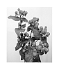 Hypericum%20hybrida%20%27Alltango%27