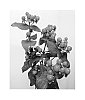 Hypericum%20hybrida%20%27Alltango%27