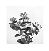 Hypericum%20hybrida%20%27Allcalyp%27