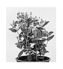 Hypericum%20hybrida%20%27Allgrandeur%27
