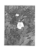 Rosa%20hybrida%20%27Protano%27