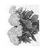 Hydrangea%20macrophylla%20%27Saxreb13%27