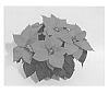 Euphorbia%20pulcherrima%20%27NPCW14221%27