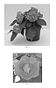 Impatiens%20walleriana%20%27Balbonicher%27