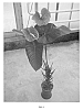 Anthurium%20andreanum%20L.%20%27ANTHINFAM%27