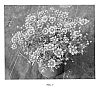 Coreopsis%20hybrid%20%27Daybreak%27