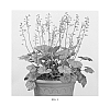 Heuchera%20hybrid%20%27Apricot%27
