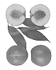 Prunus%20persica%20var.%20nucipersica%20%27August%20Chief%27