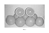 Citrus%20sinensis%20%27B9-65%27