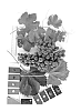 Vitis%20interspecific%20hybrid%20%27IFG%20Twenty-two%27
