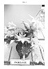 Schlumbergera%20truncata%20%28Haworth%29%20Moran%20hybr.%20%27PKMSchl05%27