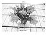 Schlumbergera%20truncata%20%28Haworth%29%20Moran%20hybr.%20%27PKMSchl03%27