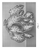 Caladium%20x%20hortulanum%20%27Hearts%20Desire%27