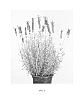 Lavandula%20stoechas%20ssp.%20lusitanica%20%27LOWI2010-05%27