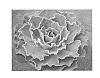 Echeveria%20plant%20named%20%27Sahara%27
