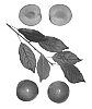 Interspecific%20Prunus%20species%20%27Sweet%20Pixie%203%27