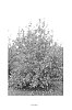 Prunus%20armeniaca%20L.%20%27NJA152%27