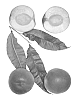 Prunus%20persica%20%27Mazee%27