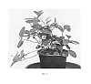 Gaultheria%20procumbens%20%27SPECGP11%27