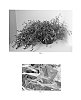 Epilobium%20canum%20%27Diamondback%27
