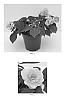Impatiens%20walleriana%20%27Balbonipink%27