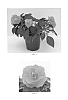 Impatiens%20walleriana%20%27Balbonisal%27