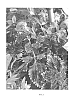 Solenostemon%20scutellarioides%20%27Monkey%20Island%27