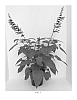 Salvia%20guaranitica%20%27Black%20%26%20Bloom%27