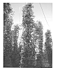 Hop%20plant%20named%20%27HBC%20431%27