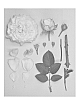 Rosa%20hybrida%20%27KORglojaka%27