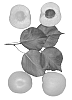 Interspecific%20Prunus%20species%20%27Redondo%27