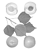 Interspecific%20Prunus%20species%20%27Trinidad%27
