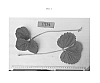 Fragaria%20x%20ananassa%20%27Ruby%20June%27
